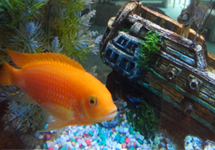 fish tank cleaning