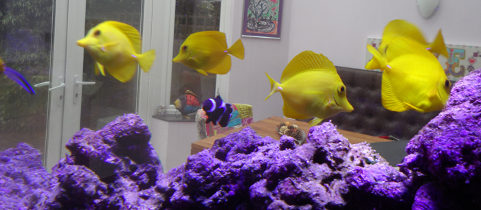 marine fish care